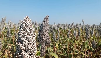 Launch of Corn Harvest at the Gezira Scheme
