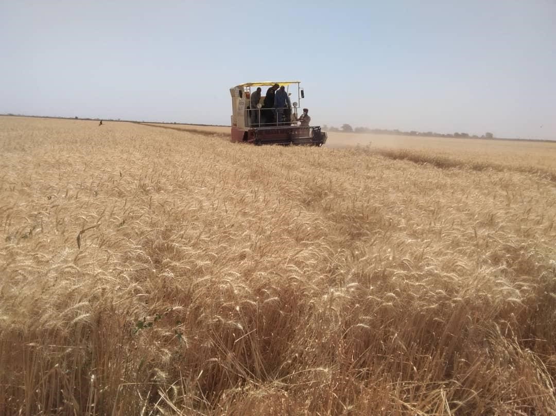 Sorghum Harvesting